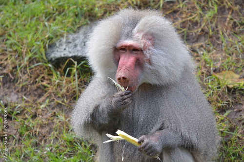 Male Hamadryas baboon eating a banana tree leaf photo