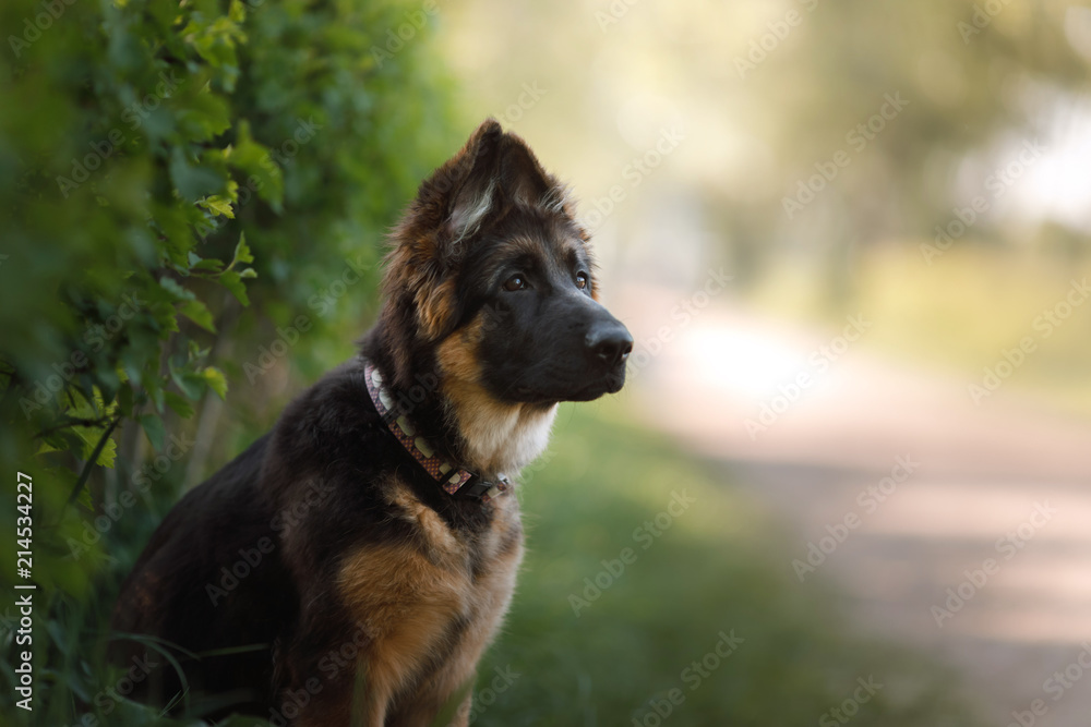 portrait of a German Shepherd puppy, dog outside portrait of a German Shepherd puppy, dog outside