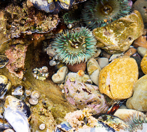 Close up of cluster of colorful sea anemone, black turban snail and muscles at the tide pool in Laguna Beach California. Colorful sea life during low tide. Tide pool critters. photo