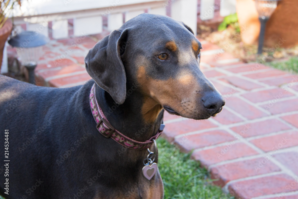 Blue hot sale female doberman