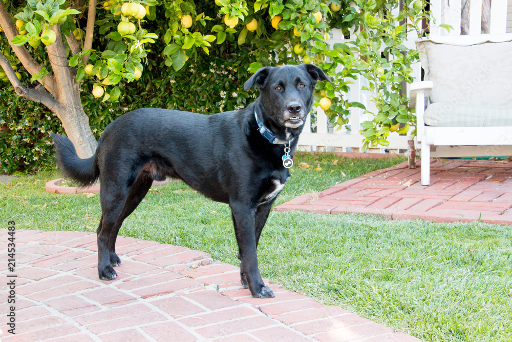 Black lab shepherd mix hotsell