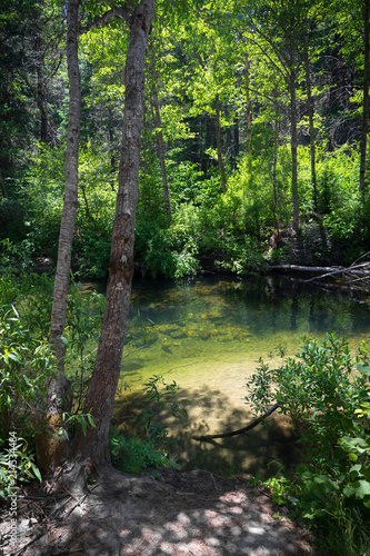 Peaceful  Lush Carlon Creek Scene in a Yosemite Forest