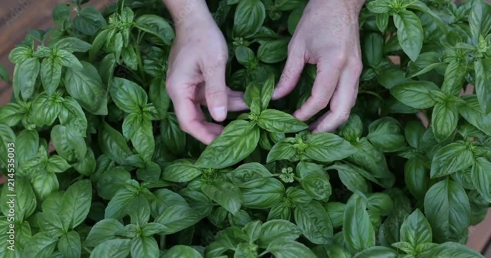 Male hands examine freshly grown basil leaves Male hands examine freshly grown basil leaves