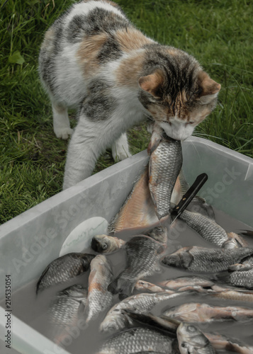 Fish and cat