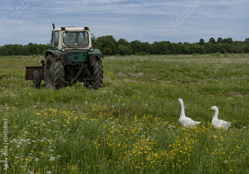 Tractor and geese
