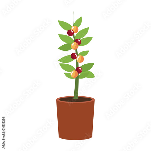Coffee plant in pot vector illustration graphic design