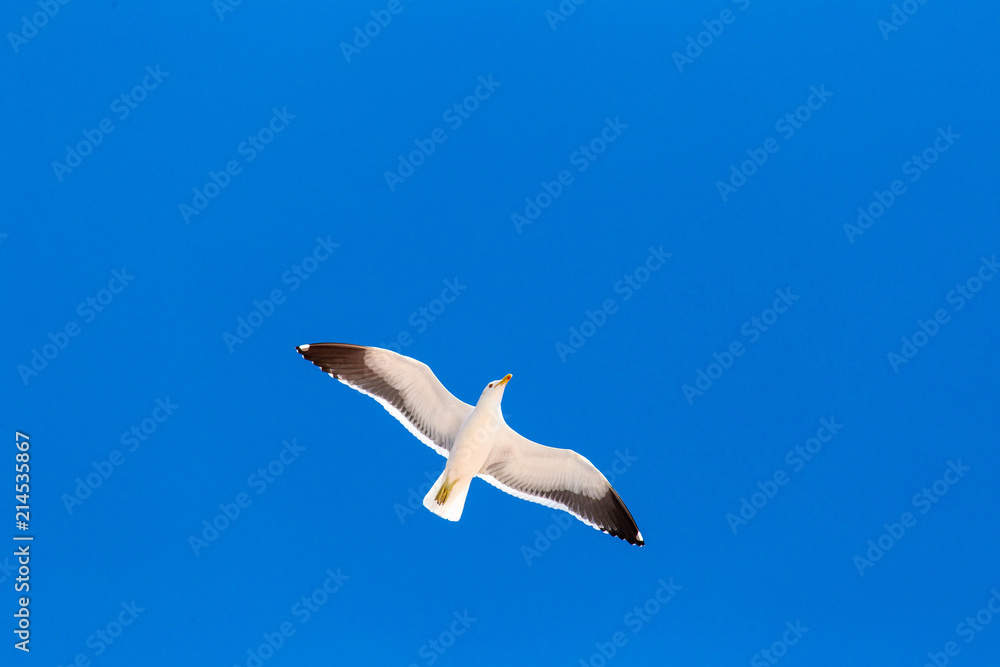 Fototapeta premium Pelican flying at the beach