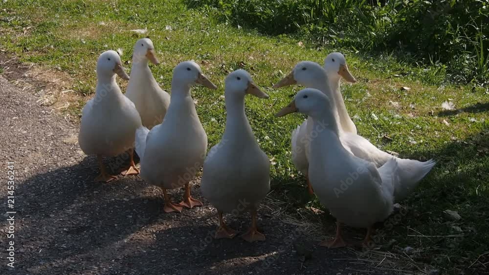 A badelynge or flock of pristine white domestic ducks in the sunshine. A badelynge or flock of pristine white domestic ducks in the sunshine.