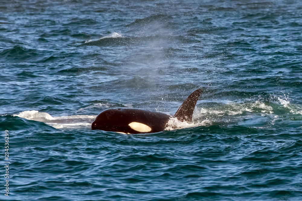 Fototapeta premium Orca Whale