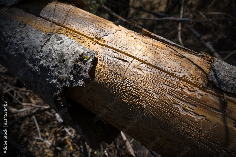 Termite Wood Carvings in a Forest Log in Yosemite National Park Termite Wood Carvings in a Forest Log in Yosemite National Park