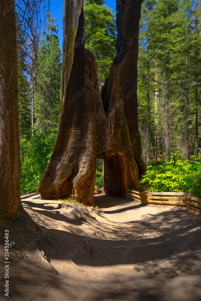 Tunnel Tree Along Trail in Tuolumne Grove of Giant Sequoias