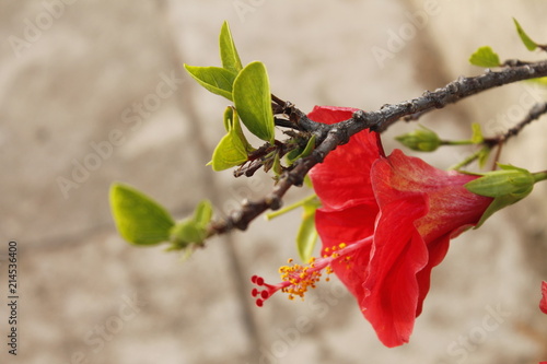 red flower in branch