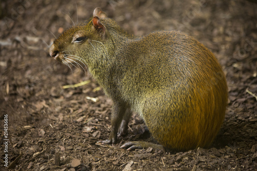 Bilde på lerret Red-rumped agouti, golden-rumped agouti, orange-rumped agouti, Brazilian agouti (Dasyprocta leporina)