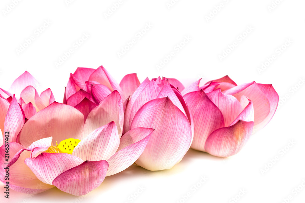 Pink lotus flower beautiful lotus.