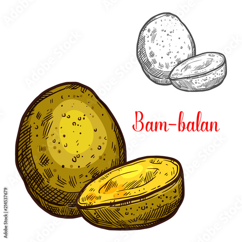 Bam-balan vector sketch yellow tropical fruit