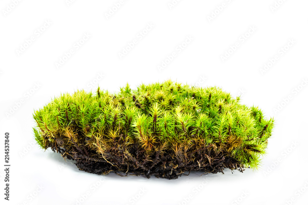 Fototapeta premium Green moss on white background
