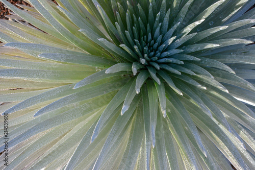 Haleakala silversword plant at the summit of the volcano on Maui, Hawaii.