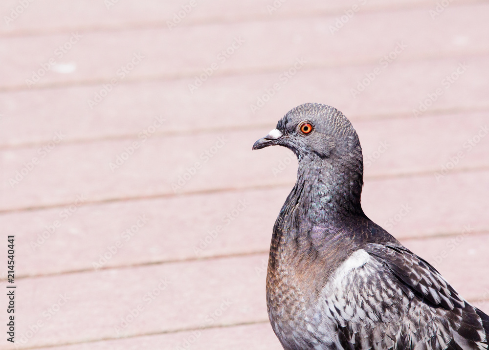 Rock pigeon with irridescent purple and gray plumage walking.