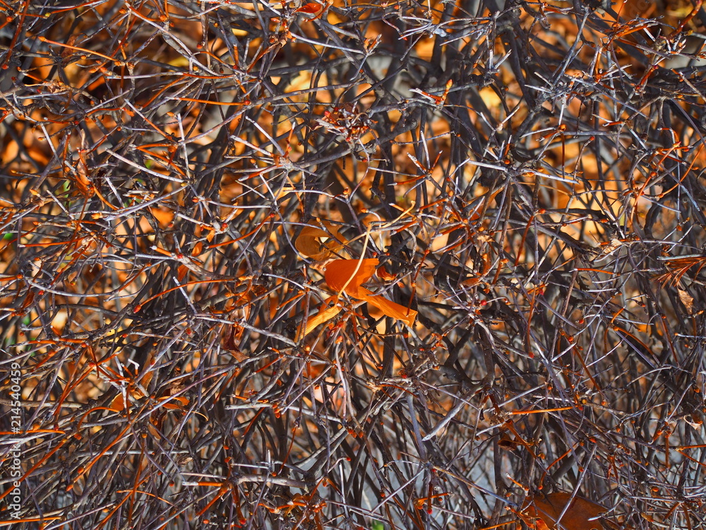 Orange grey black dry spike branch shoot pattern background with small brown fallen leaf attached, in winter morning Orange grey black dry spike branch shoot pattern background with small brown fallen leaf attached, in winter morning