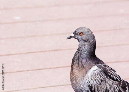 Rock pigeon with irridescent purple and gray plumage walking.