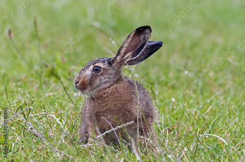 Little hare in the wet grass
