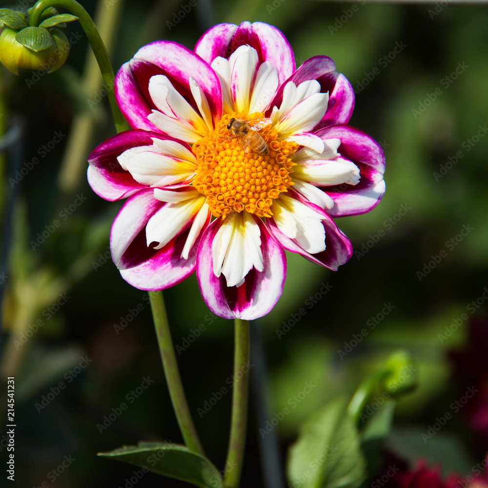 Pink and white Aster flower with a bee pollinating. Yellow center, white petals surrounded by pink petals Pink and white Aster flower with a bee pollinating. Yellow center, white petals surrounded by pink petals