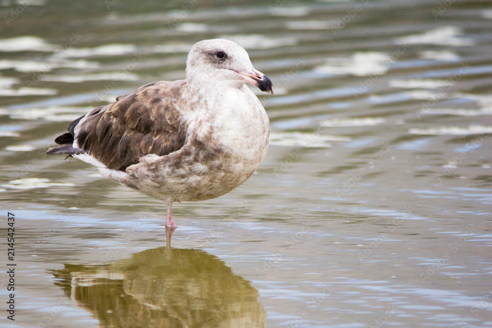 Close up of seagull at the ocean. Medium to large bird with a squawking call, long bill and webbed feet. Scavenger, coastal. Close up of seagull at the ocean. Medium to large bird with a squawking call, long bill and webbed feet. Scavenger, coastal.