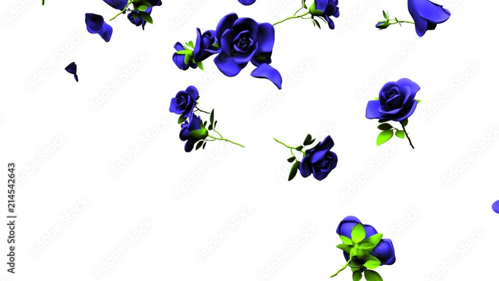Falling Blue Roses On White Background.3DCG render Animation. Stock ...