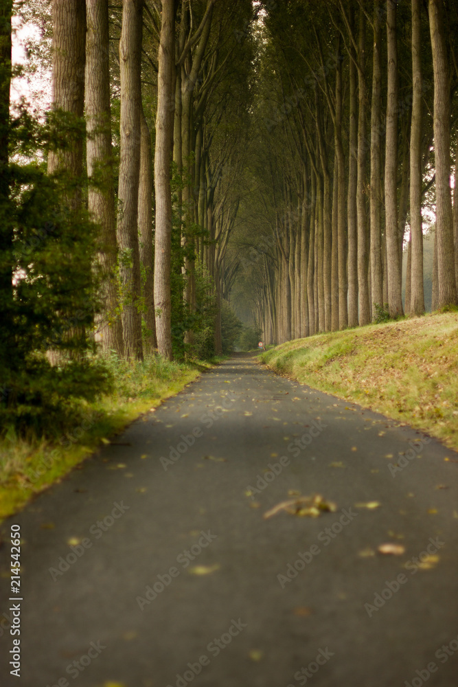 Naklejka premium long 