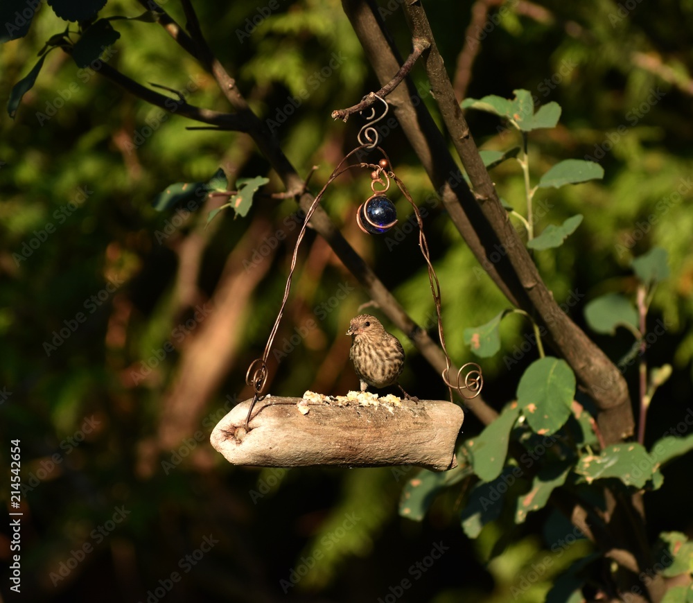 Sparrow standing on bird swing