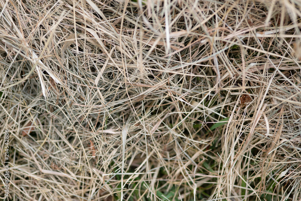 草刈り後の枯れた草 背景 草刈り後の枯れた草 背景