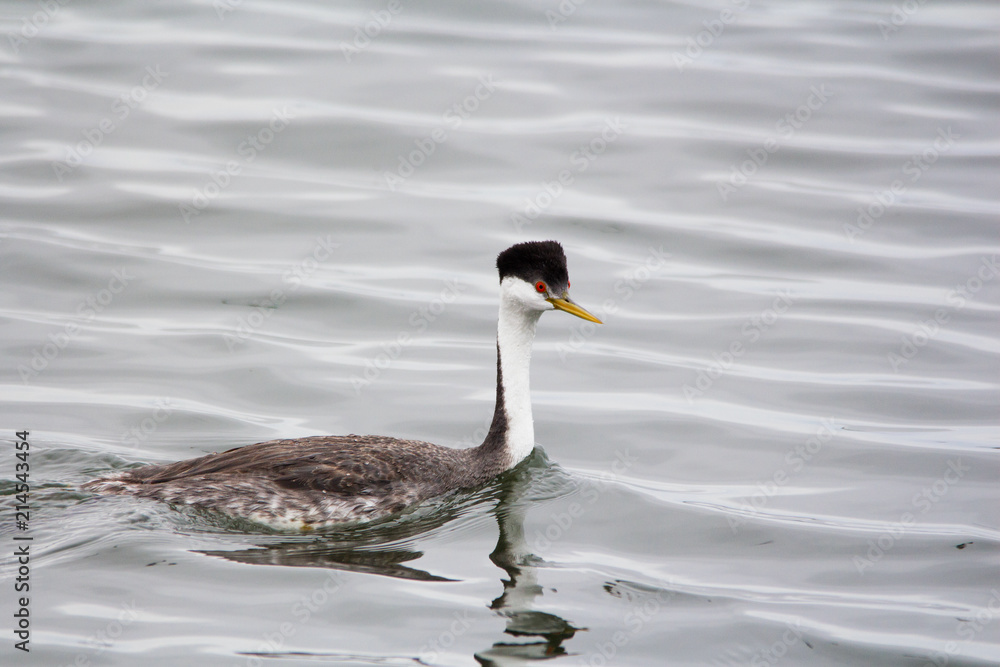 Adult western Grebe in August. Large slender with long neck bird with black head, white neck, red eyes and a dull yellow bill. Adult western Grebe in August. Large slender with long neck bird with black head, white neck, red eyes and a dull yellow bill.