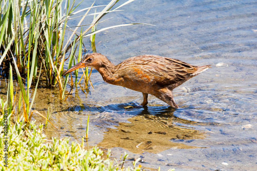 Federally endangered Ridgway`s Rail aka Rallus obsoletus at bird sanctuary  in Orange County California. Downward curved bill, grayish brown and pale  chestnut breast. Stock Photo | Adobe Stock