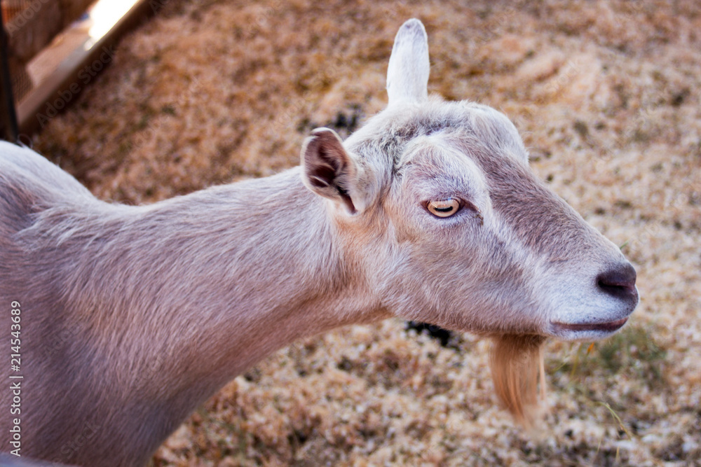Close up of a domestic brown goat at a goat farm sitting on straw ground. Capra aegagrus hircus. Life on the farm. Breeding domestic animals. Close up of a domestic brown goat at a goat farm sitting on straw ground. Capra aegagrus hircus. Life on the farm. Breeding domestic animals.