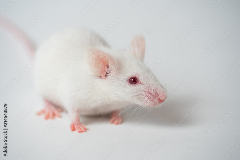 White mouse on white background White mouse on white background