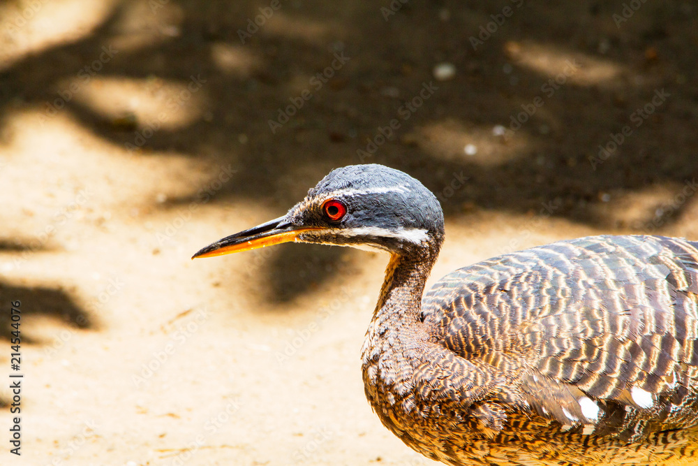 Close up Sunbittern brown bird with red eyes, Eurypygidae and brown and white plumage Close up Sunbittern brown bird with red eyes, Eurypygidae and brown and white plumage