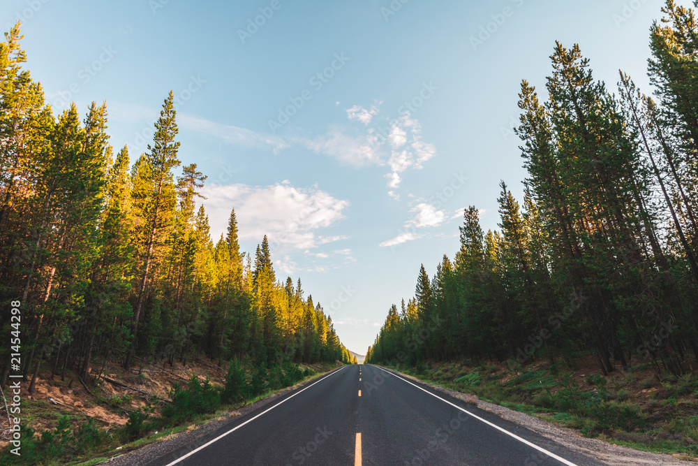Fototapeta premium Highway through forest travel road trip