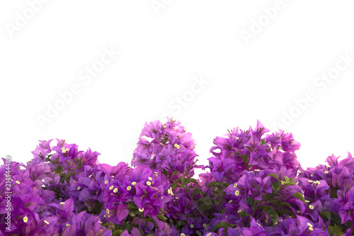 Bougainvilleas isolated on white background. Paper flower .