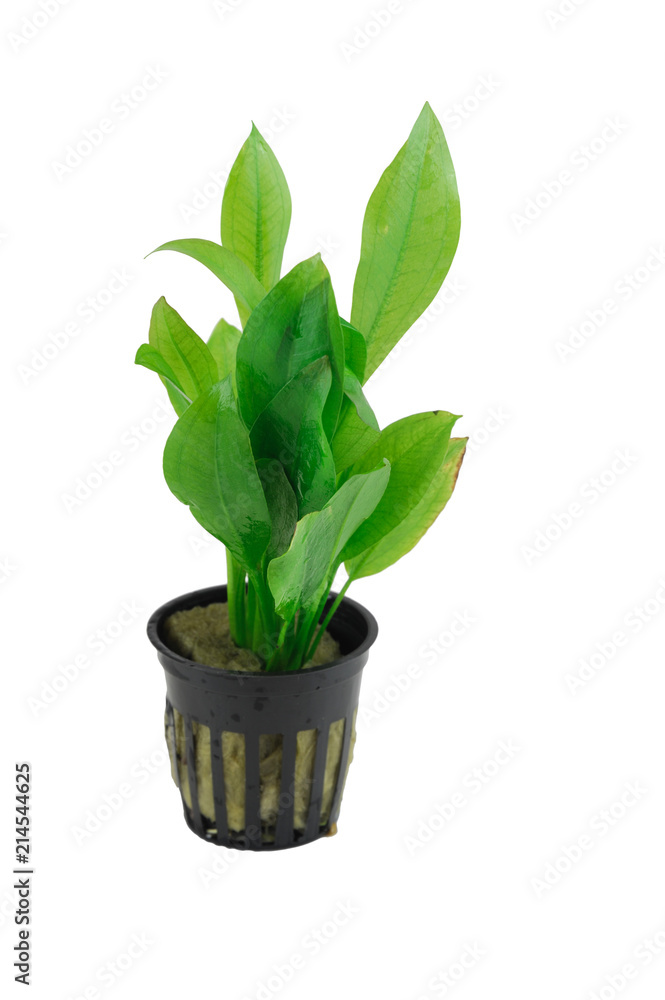 aquatic green plant isolated on the white background aquatic green plant isolated on the white background