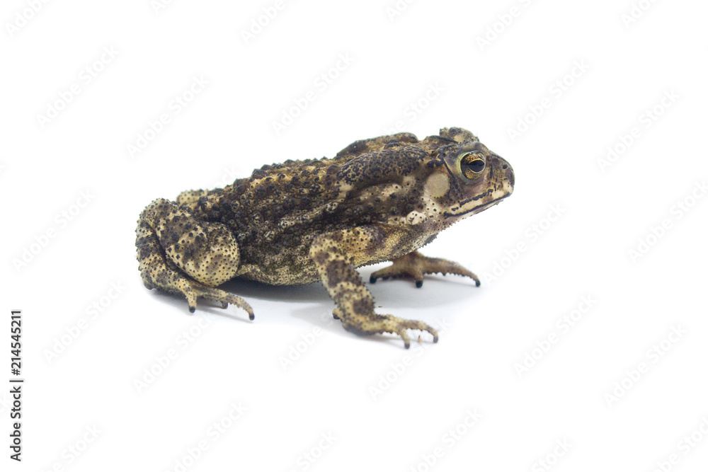 Fototapeta premium Toad White Background form phuket Thailand