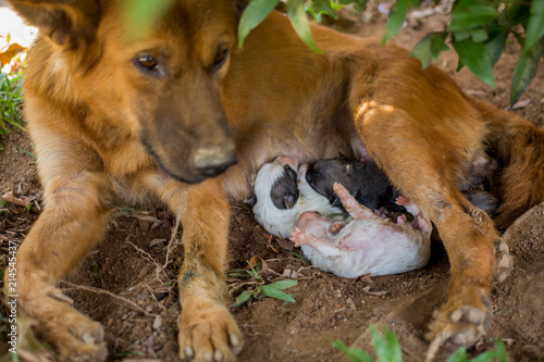 Dogs birth open their eyes to see the first day.