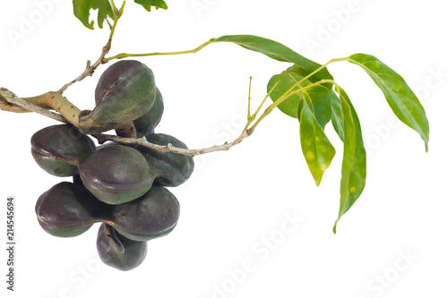 Vegetables in Southern Thailand popular white background, luk nieng, Djenkol bean fruit photo