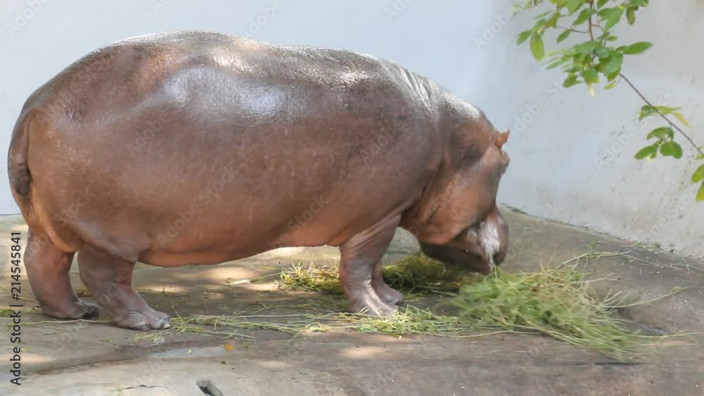 Hippopotamus eating green grass. Hippopotamus eating green grass.
