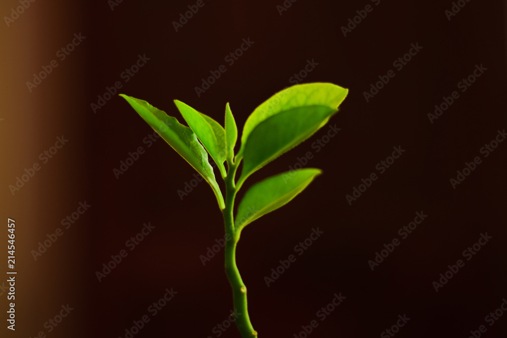 Obraz premium small green plant isolated with dark background