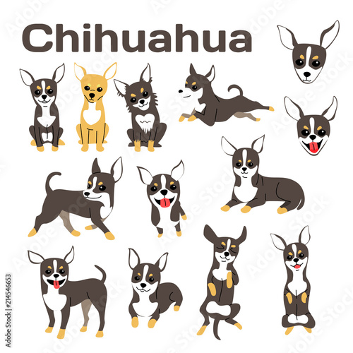 chihuahua,dog in action,happy dog © faitotoro