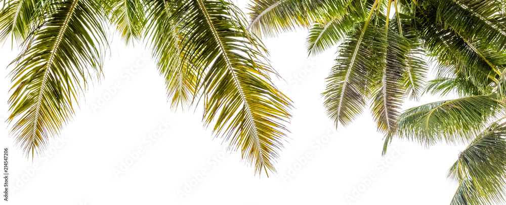  palmes de cocotiers sur fond blanc 
