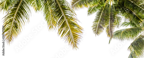  palmes de cocotiers sur fond blanc 