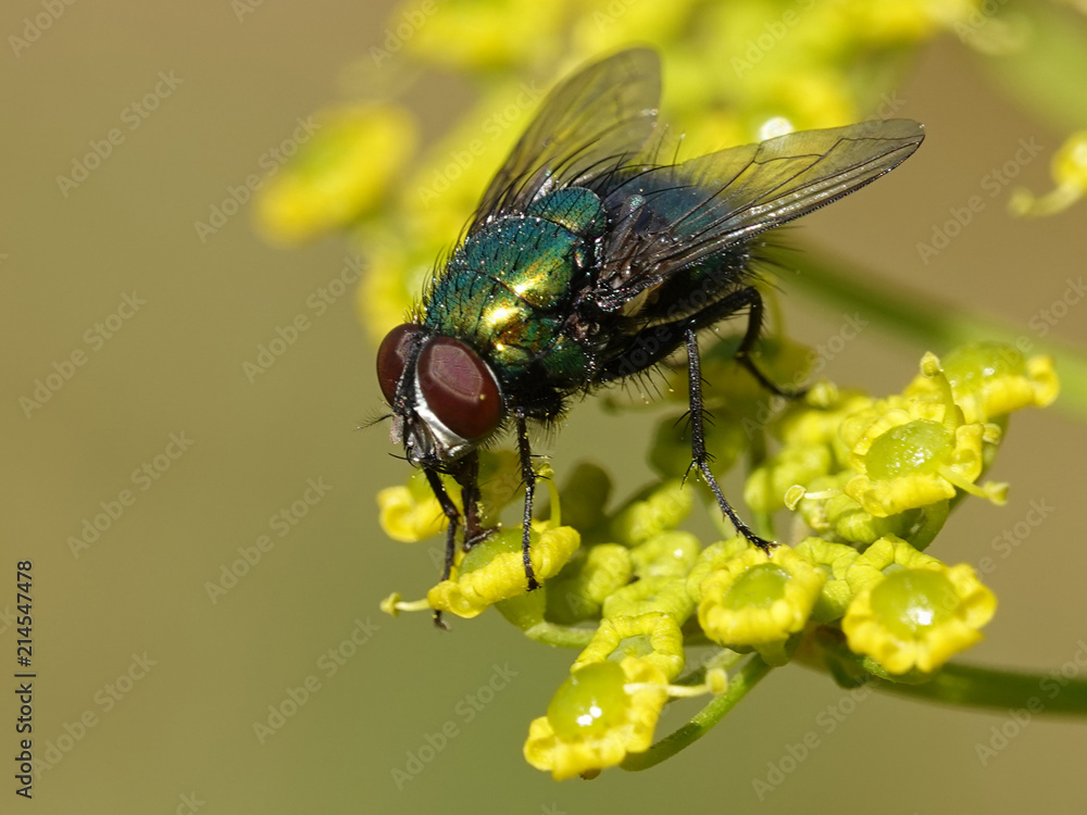 Calliphoridae fly Calliphoridae fly