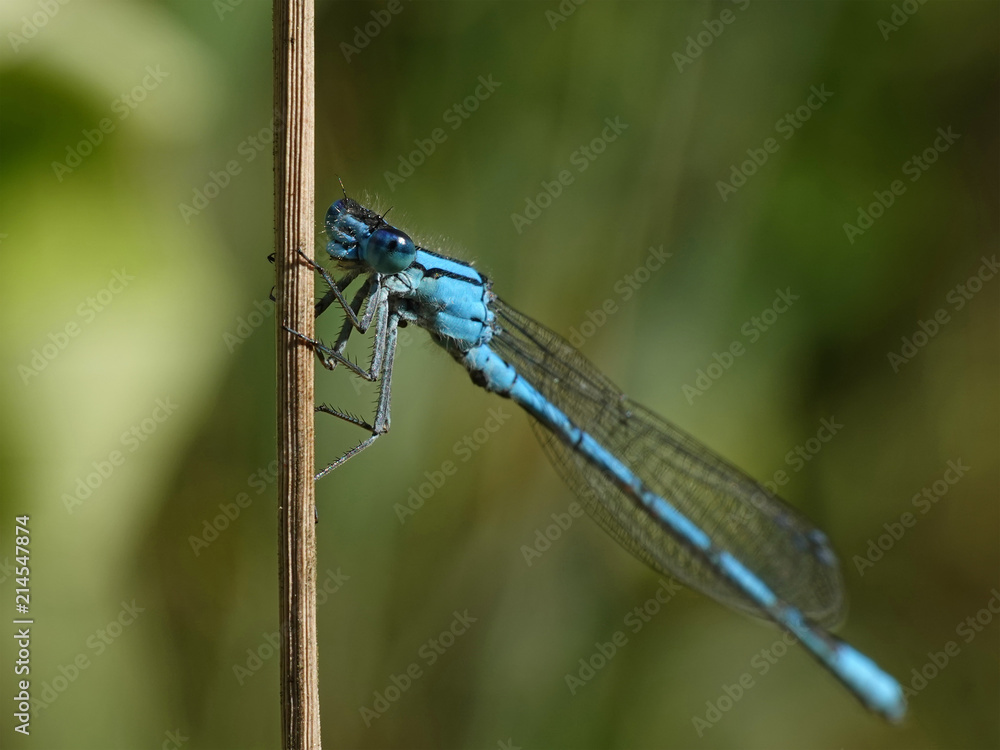 Common blue damselfly (Enallagma cyathigerum) Common blue damselfly (Enallagma cyathigerum)