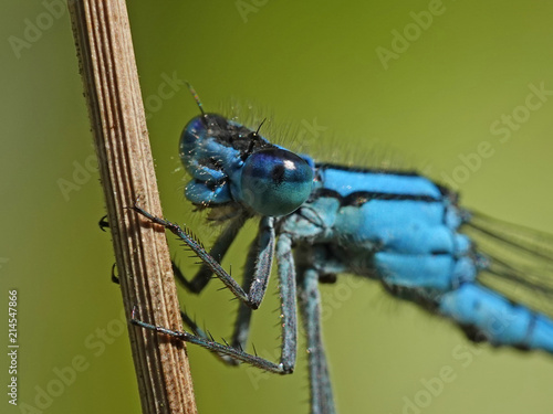 Common blue damselfly (Enallagma cyathigerum)